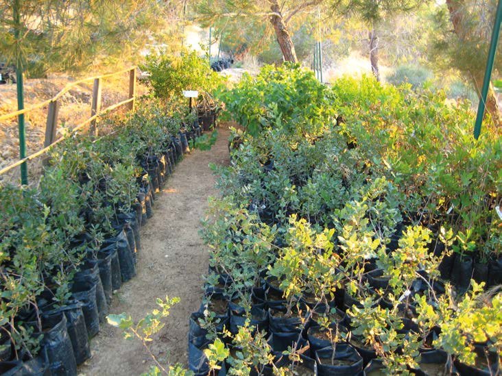 Collection-of-native-trees-in-the-nursery-of-the-Royal-Botanic-Garden-Jordan-Photo