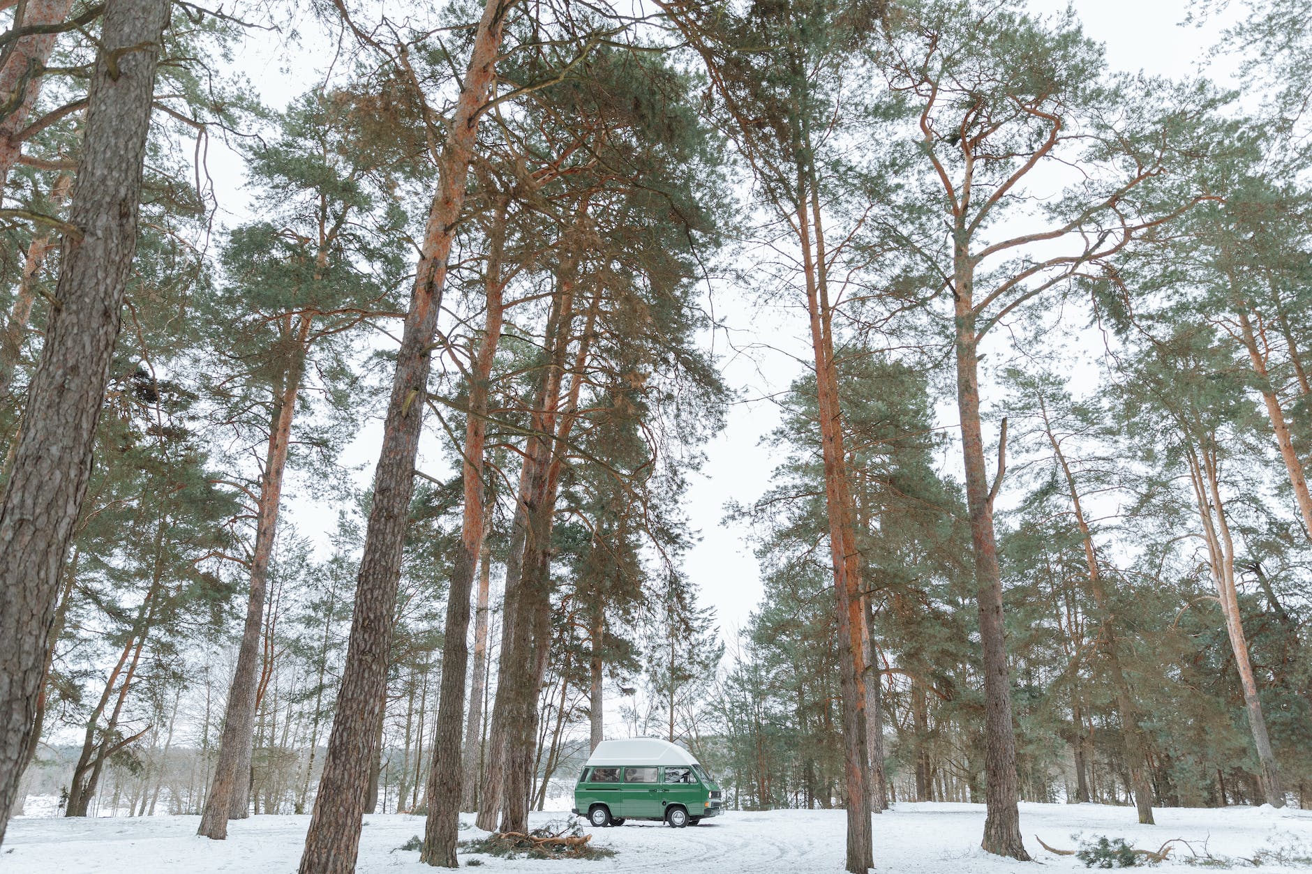 camper van parked on a forest with tall trees