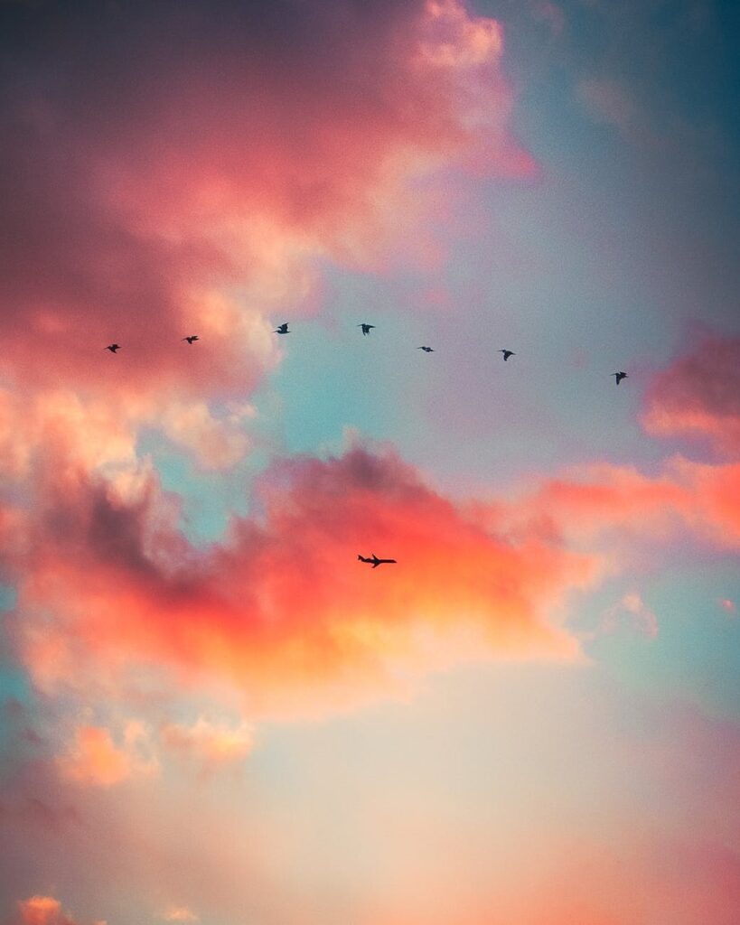 silhouette of flying birds