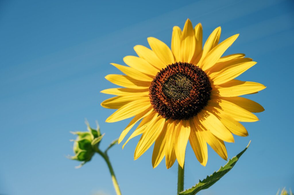 yellow sunflower